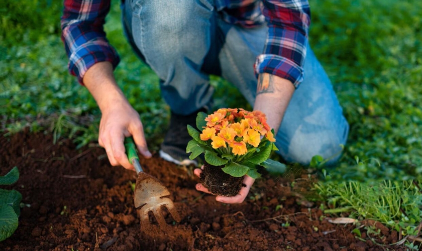 Plant selection and planting